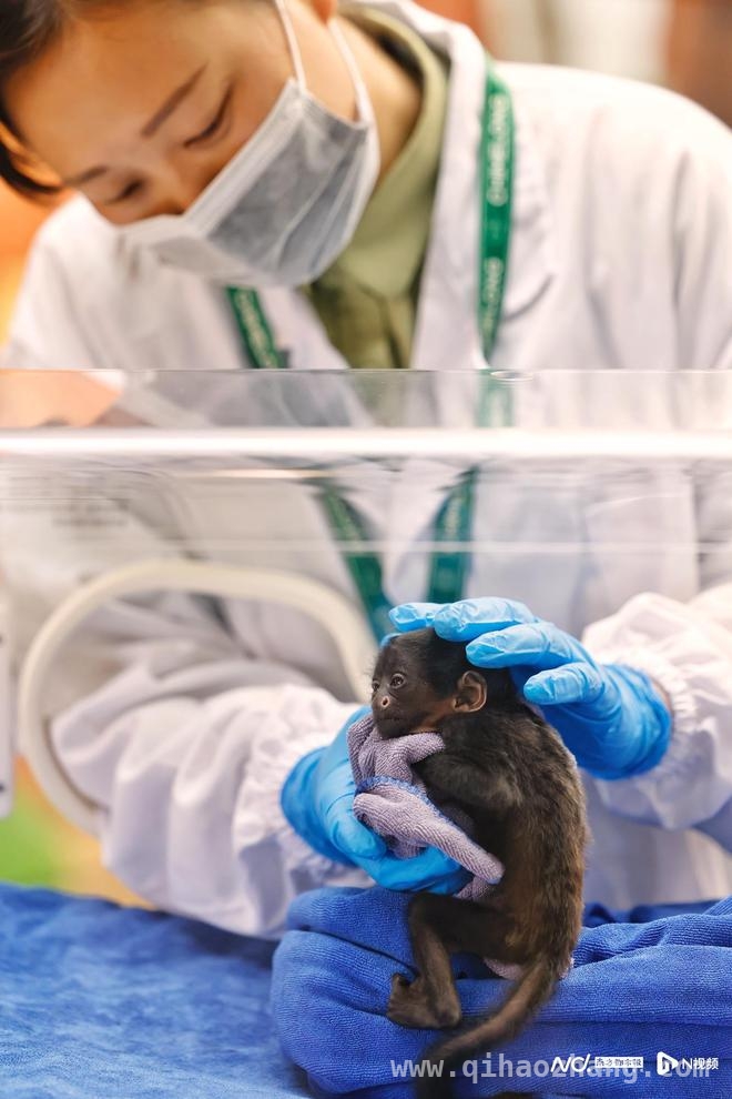 清远长隆黑丛尾猴繁育成功，为全球生物多样性保护添砖加瓦
