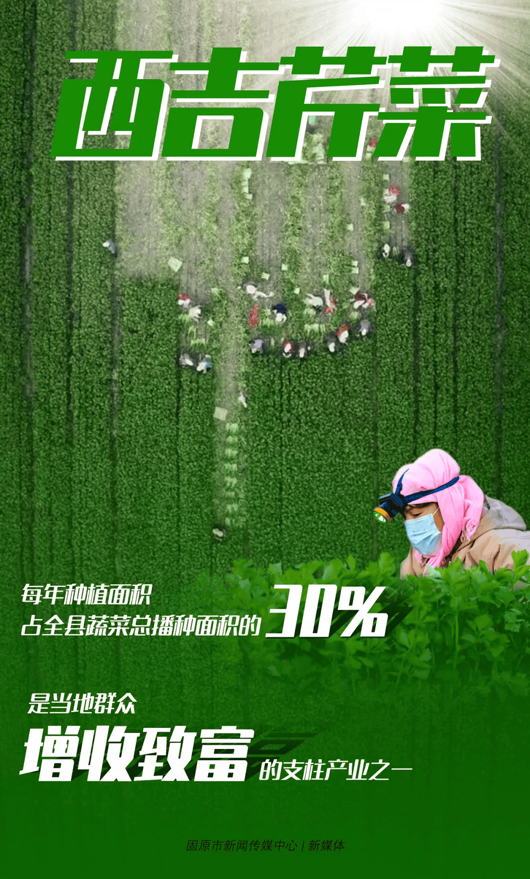 别小瞧芹菜叶！它才是真正的营养宝藏，西吉芹菜：勤劳的象征，增收的希望