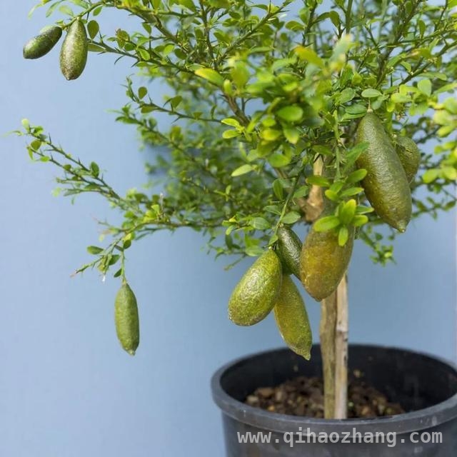 适合阳台种植的小型果树及除草剂误喷解决办法，探寻阳台小型果树，应对除草剂误喷难题
