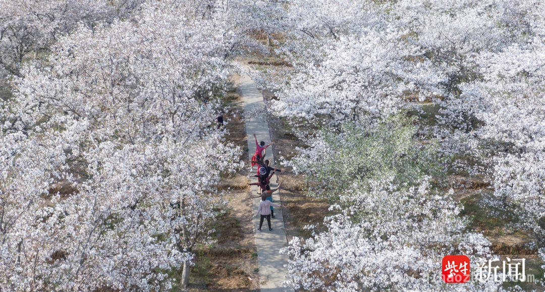 春意浓！句容浮山樱花园樱花如雪等你来赏