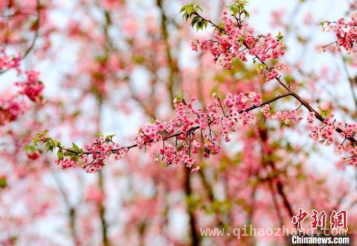 广西三江文体中心樱花盛开，春日美景惊艳亮相，3月27日，广西三江樱花与建筑共绘春日诗画