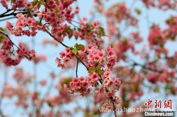 广西三江文体中心樱花盛开，春日美景惊艳亮相，3月27日，广西三江樱花与建筑共绘春日诗画