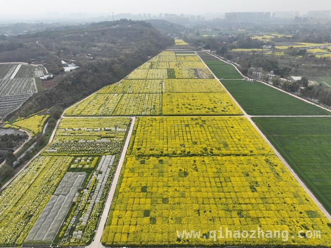 从油菜花海到高产奇迹：四川农科院的科技力量，四川油菜高产秘籍大揭秘，农科院示范园功不可没