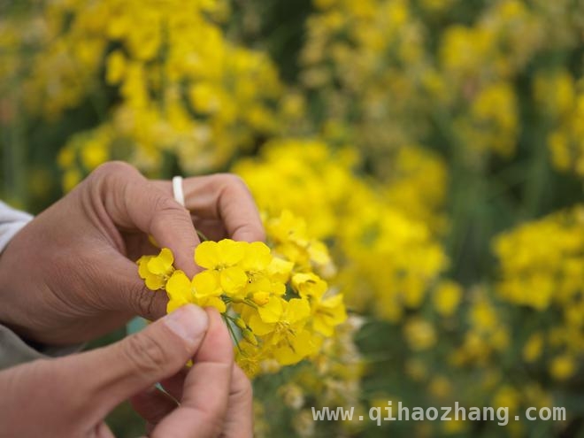 从油菜花海到高产奇迹：四川农科院的科技力量，四川油菜高产秘籍大揭秘，农科院示范园功不可没