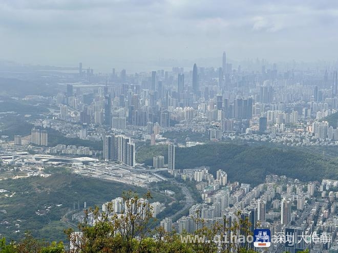 三月游深圳梧桐山，邂逅绝美杜鹃花海