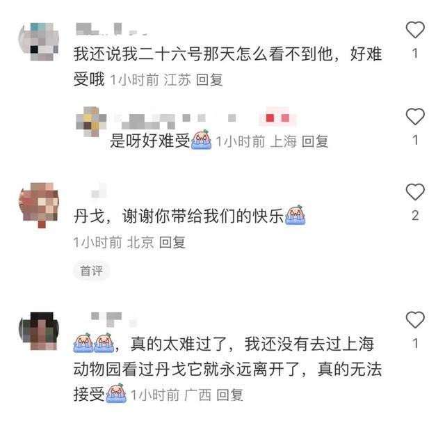 上海动物园明星大猩猩“丹戈”因心源性猝死离世