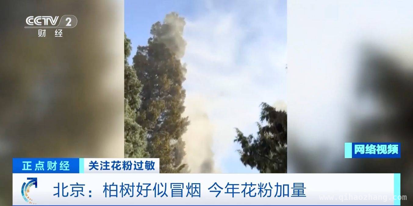 花粉过敏季，北京柏树花粉为何大爆发？