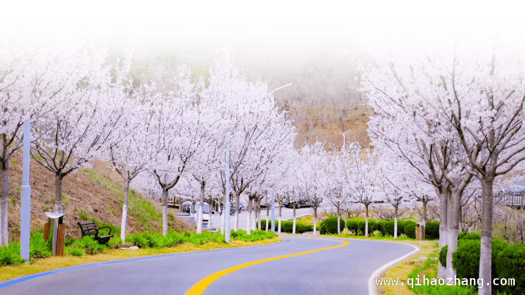 以花为媒，赴一场青岛春日的梦幻之约，“花漾青岛”：首届赏花节开启春日浪漫之旅