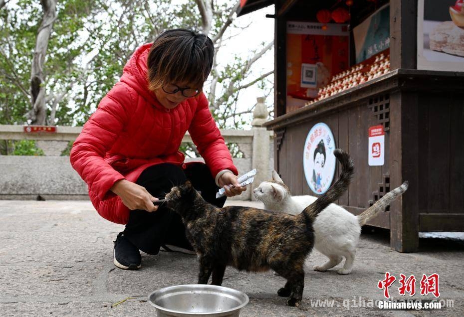 台胞夫妇圆梦湄洲岛，开启充实新生活 王淑华夫妇：在湄洲岛践行妈祖精神的充实人生