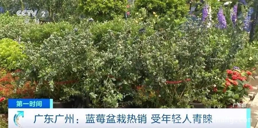 蓝莓低价风暴，水果市场新变局！ 国产蓝莓崛起，蓝莓价格亲民来袭！