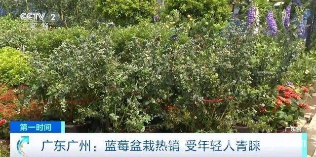 从论克卖到按斤卖，蓝莓降价引领水果消费新潮流 昔日高价蓝莓今成“平价宠儿”，水果市场新变化！