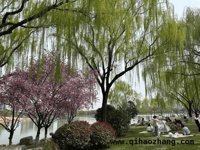 北京花粉提前来袭，应对挑战需长久之功