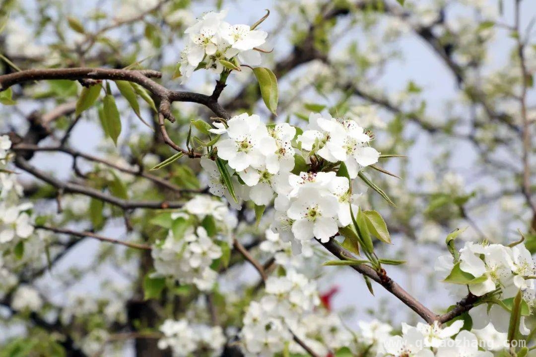3. 赴庞各庄之约，邂逅春日里的非遗与美食盛宴 1. 春日庞各庄：赏梨花、逛市集、看非遗的浪漫之旅