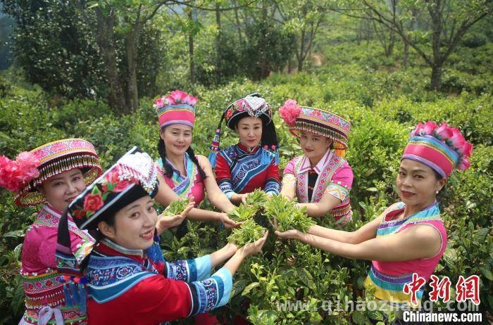 走进昌宁春茶季，邂逅茶香与欢乐