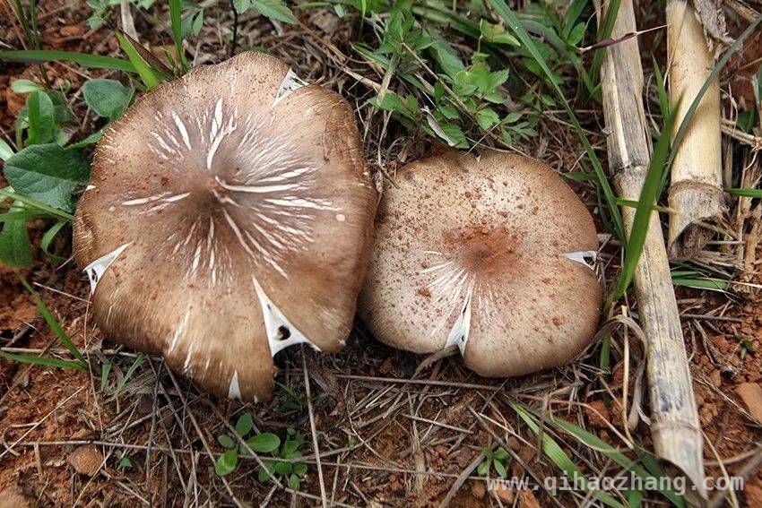 我国首个省级鉴定果味菇工厂化栽培品种诞生，云南再添食用菌新星