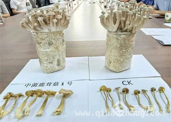我国首个省级鉴定果味菇工厂化栽培品种诞生，云南再添食用菌新星