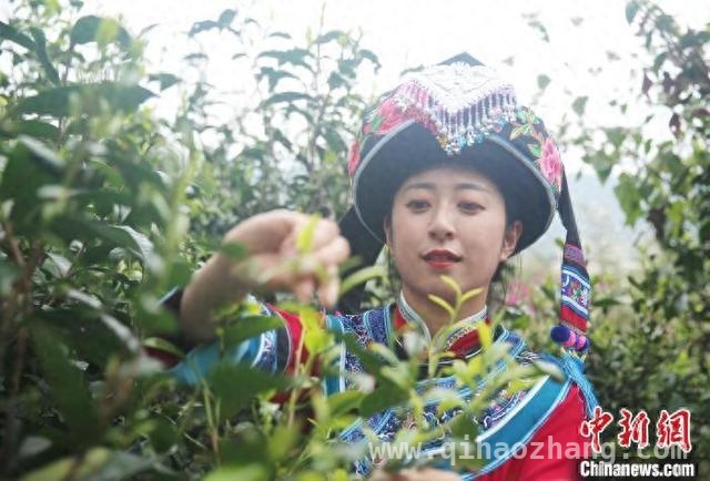 昌宁春茶季：茶农采茶忙，游客乐赏景