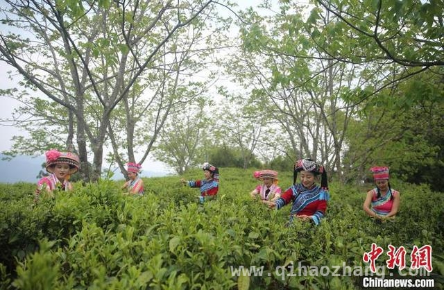 昌宁春茶季：茶农采茶忙，游客乐赏景