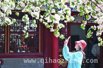 花开中国：“赏花经济”开启乡村振兴新篇 春日花事：一朵花如何撬动乡村发展大格局