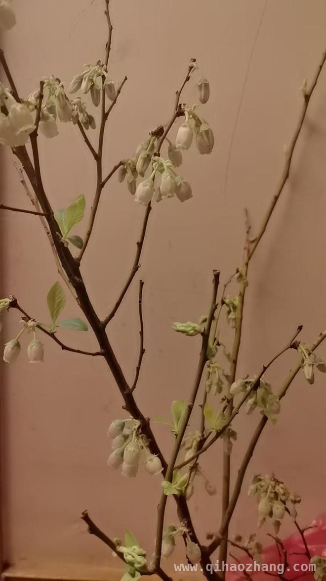 国产蓝莓崛起，济南蓝莓市场价格大洗牌！，蓝莓价格大跳水，济南市场全揭秘！