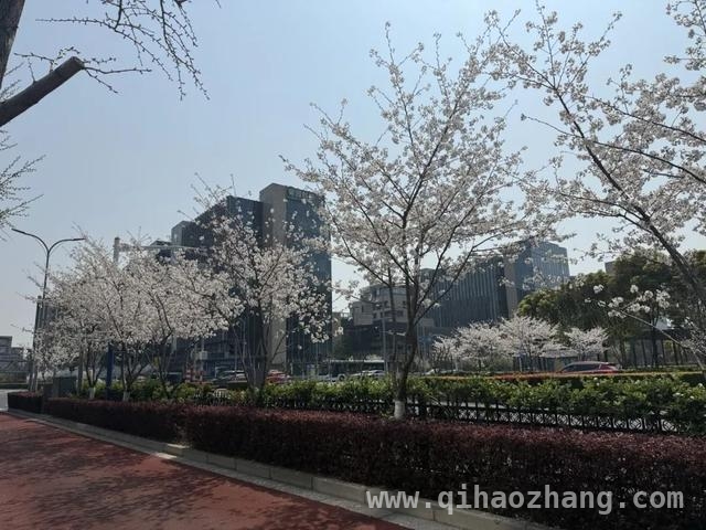 新虹街道春日繁花盛景，不容错过！