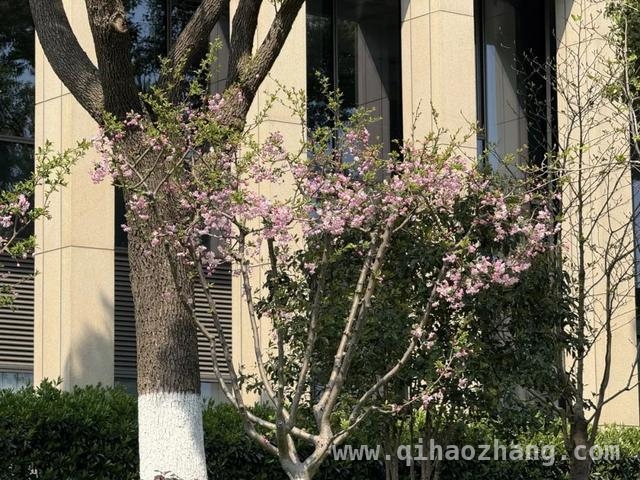 新虹街道春日繁花盛景，不容错过！