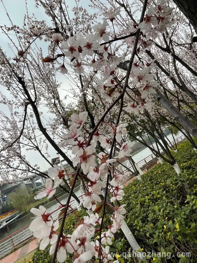 新虹街道春日繁花盛景，不容错过！