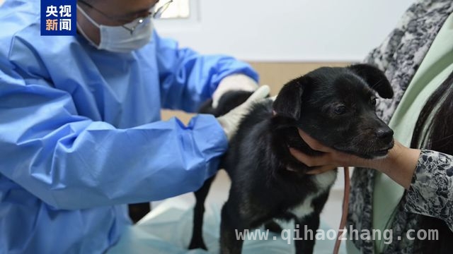 “携带出境宠物检疫系统”上线，上海口岸宠物出境再升级，上海海关新系统上线，助力清明后宠物出境高峰