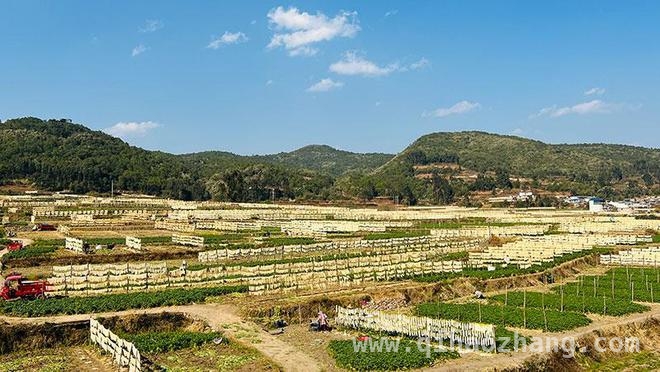 云南石屏他腊坝村：从困境到增收，萝卜条里藏着致富密码