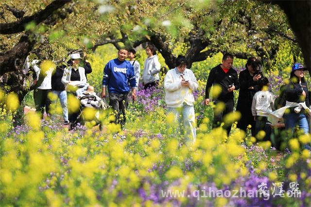 清明假期，江苏各地旅游花式玩法大揭秘 清明江苏旅游热，踏青打卡乡野游乐趣多