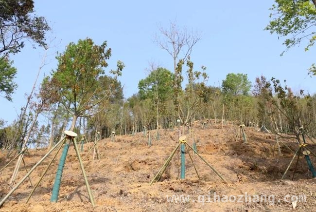 “我在龙岩森林公园有棵树”活动引各界热情参与 广龙携手、众人齐心，龙岩绿色画卷正徐徐展开
